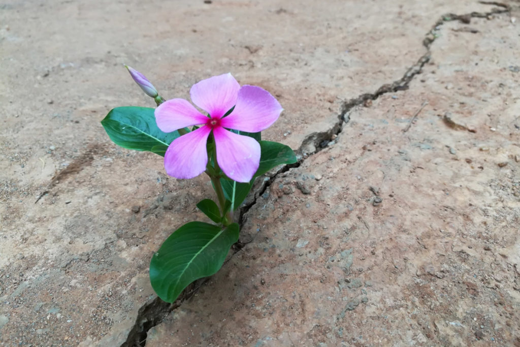 flower growing in a crack in concrete