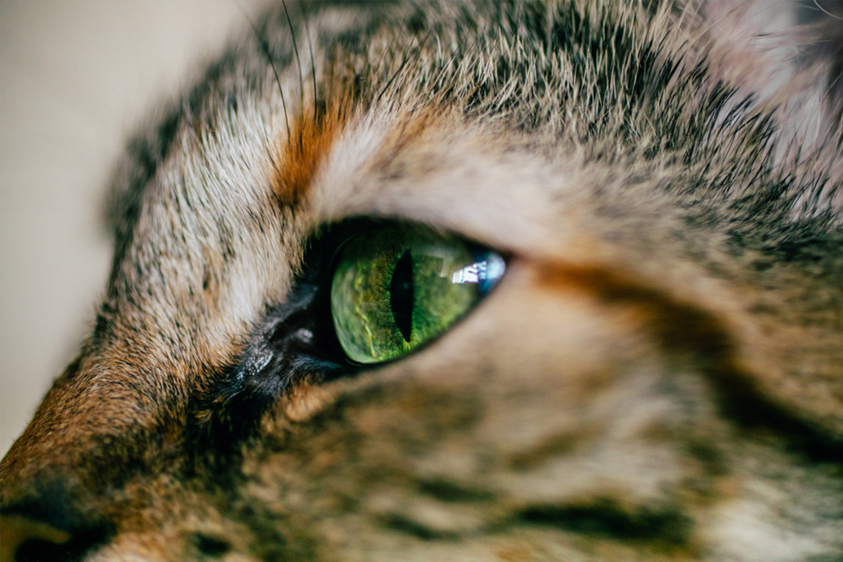 close up of a cat's eye