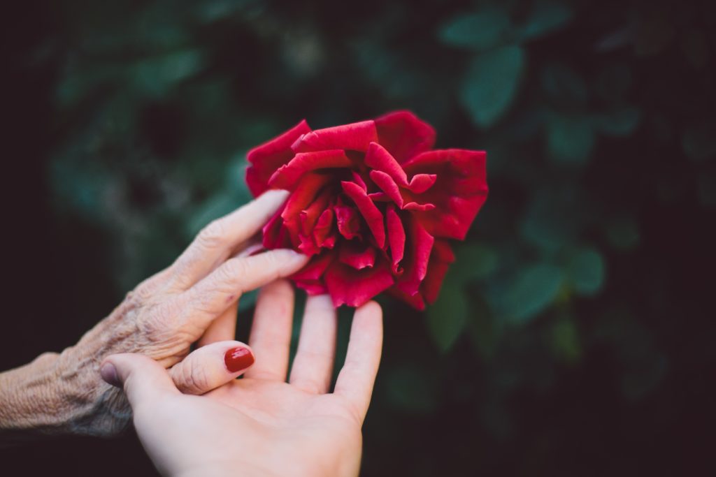 hands and a red rose