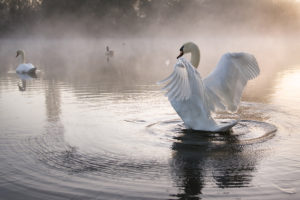 Mute swan (Cygnus olor) stretching wings