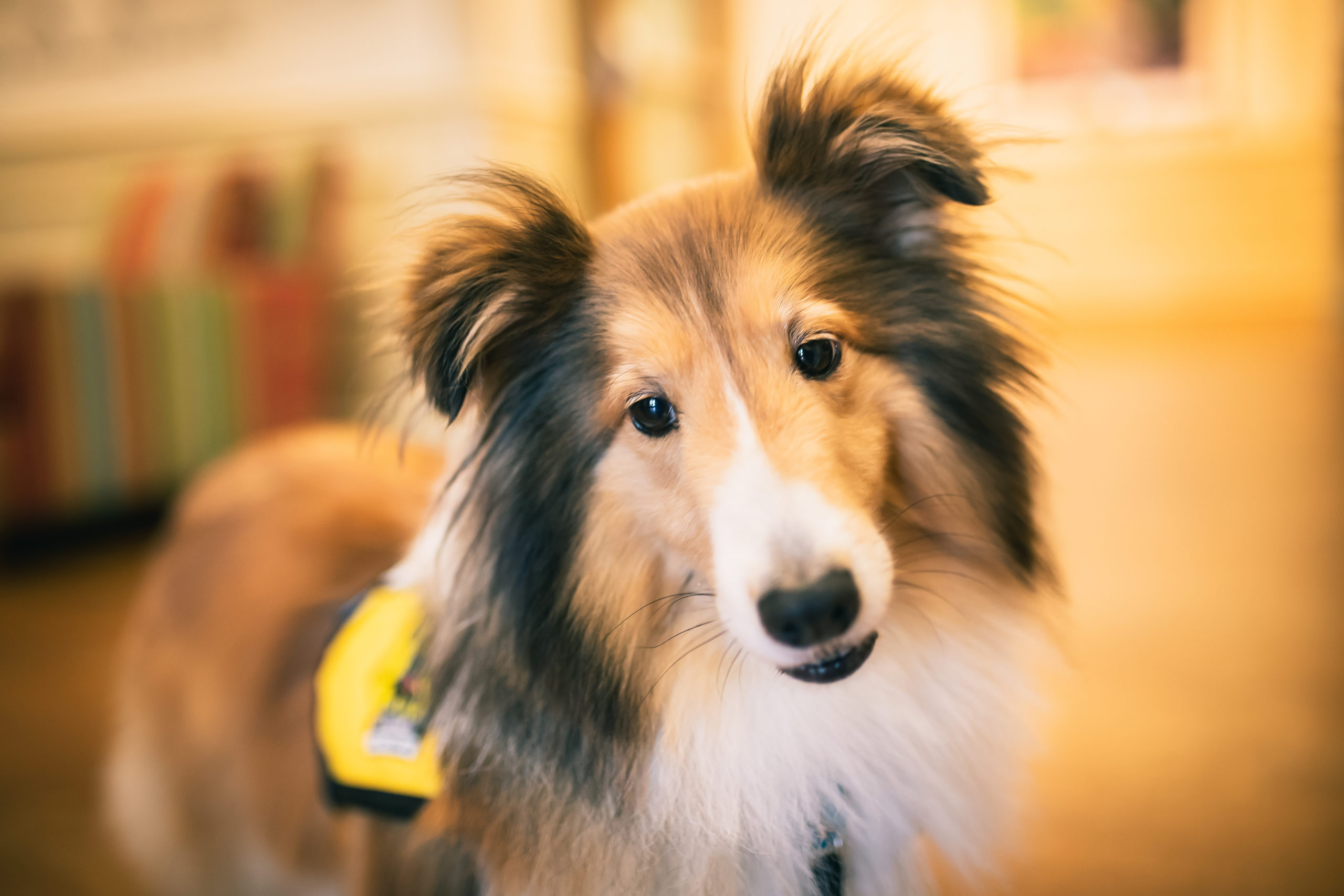 How to Keep Your Pet Hydrated